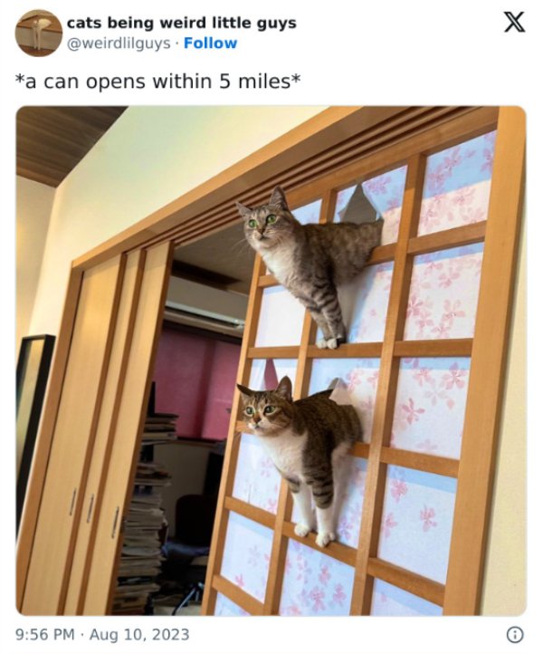 Funny Cats (34 pics)