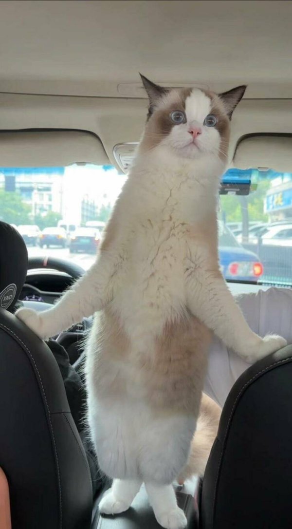 Funny Cats (34 pics)
