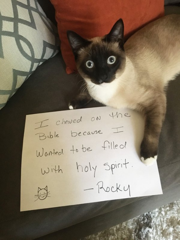 Funny Cats (34 pics)