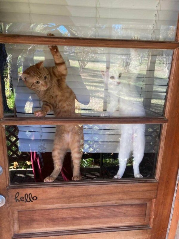 Funny Cats (34 pics)