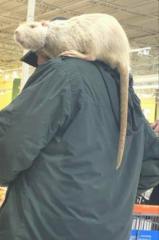 Strange And Funny People In Shops (34 pics)