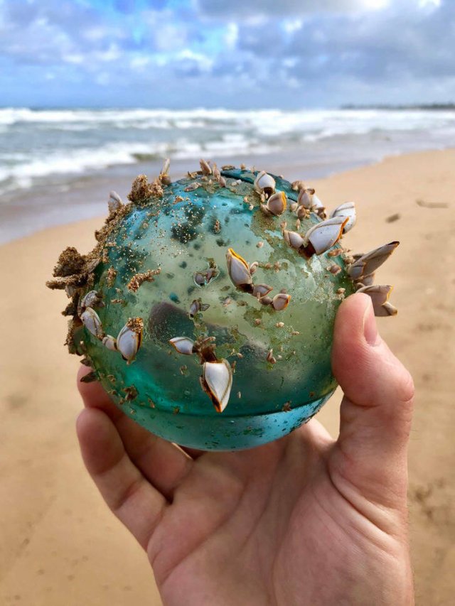 What Are These Things? (17 pics)