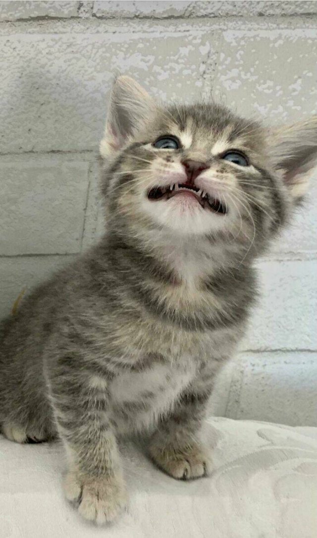 Funny Cats (25 pics)