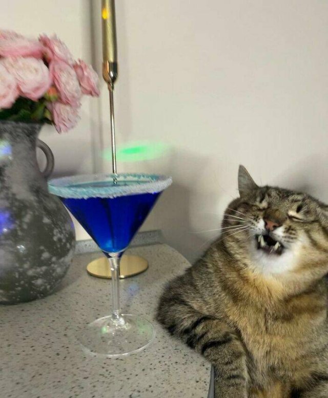 Funny Cats (25 pics)