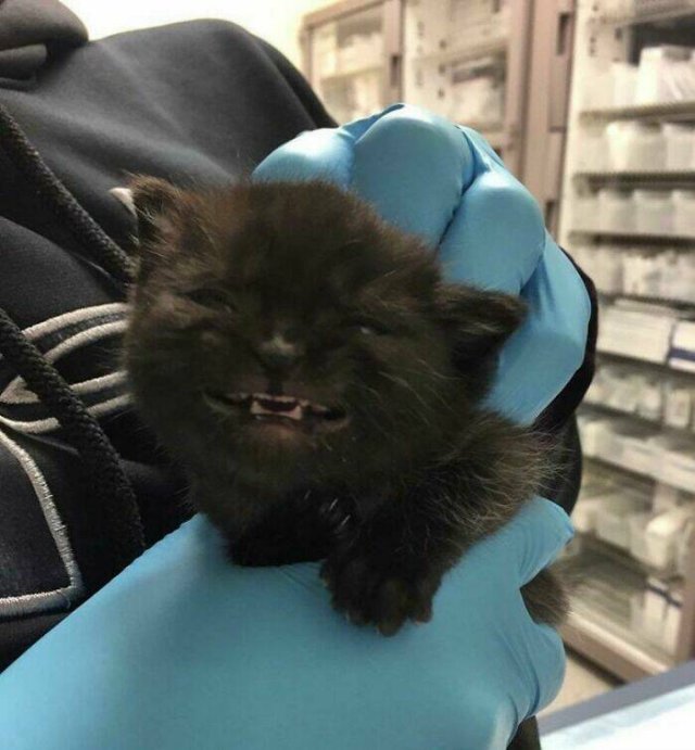 Funny Cats (25 pics)