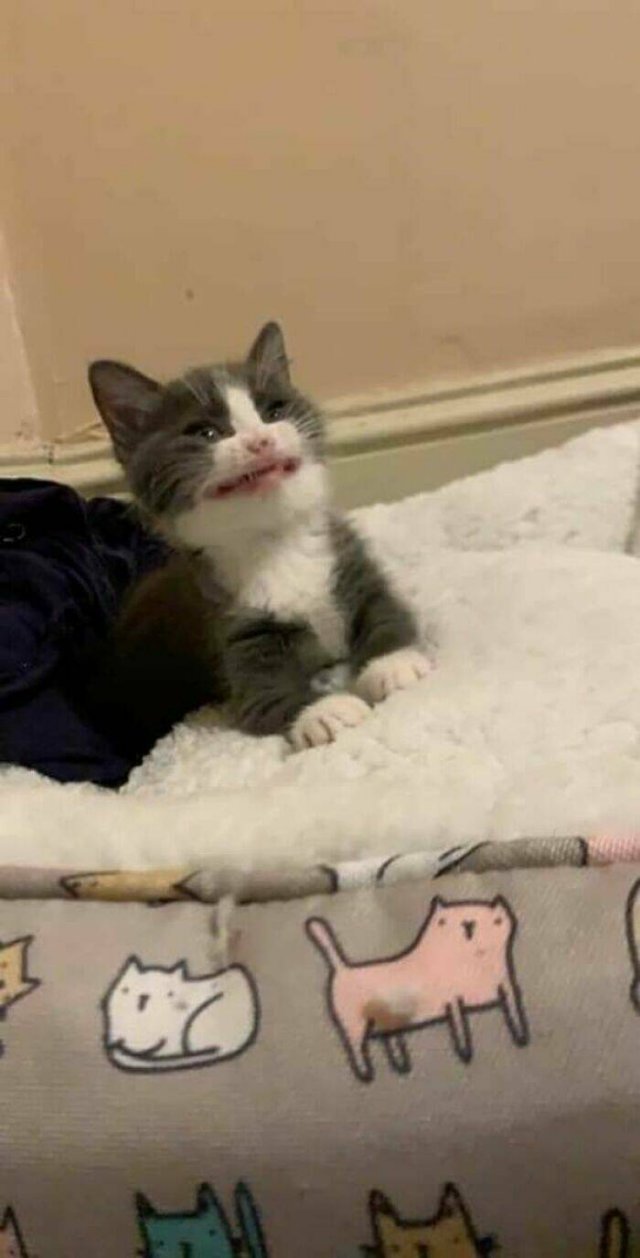 Funny Cats (25 pics)