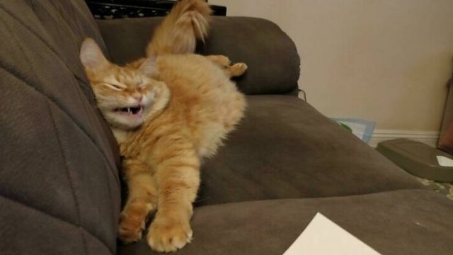 Funny Cats (25 pics)