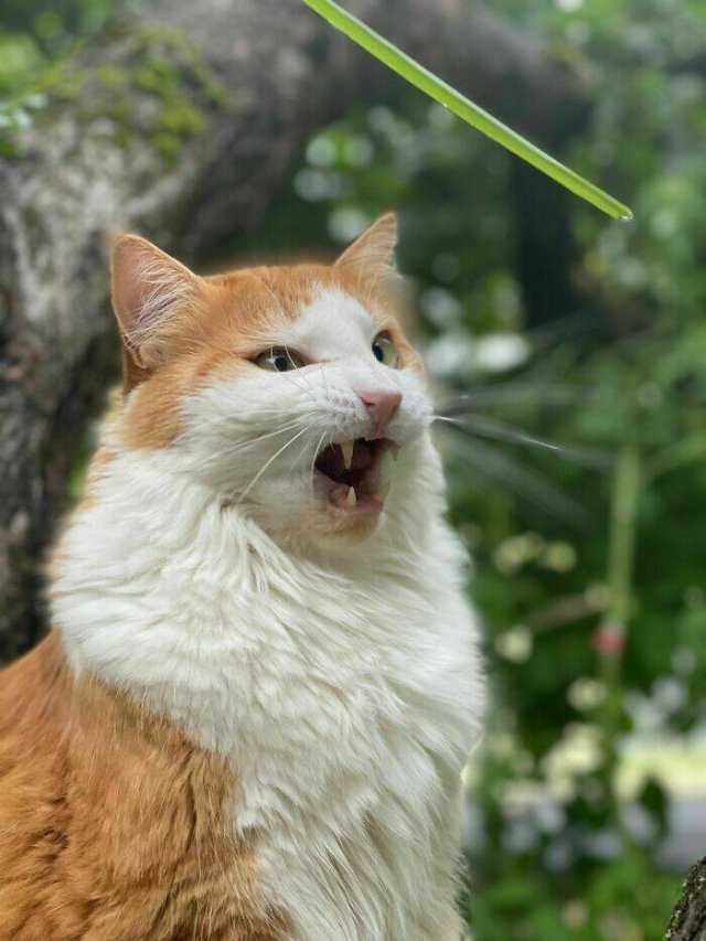 Funny Cats (25 pics)
