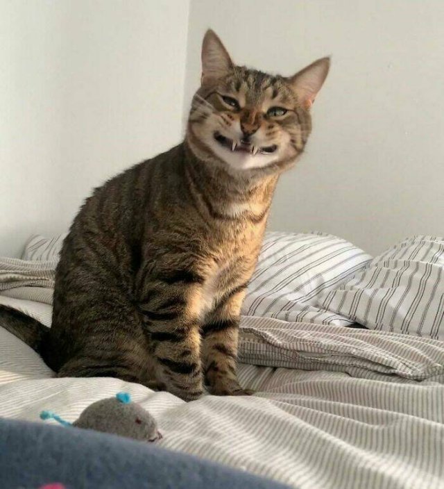 Funny Cats (25 pics)