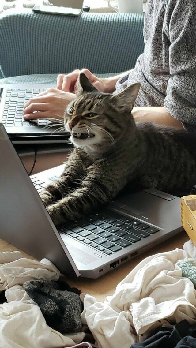Funny Cats (25 pics)