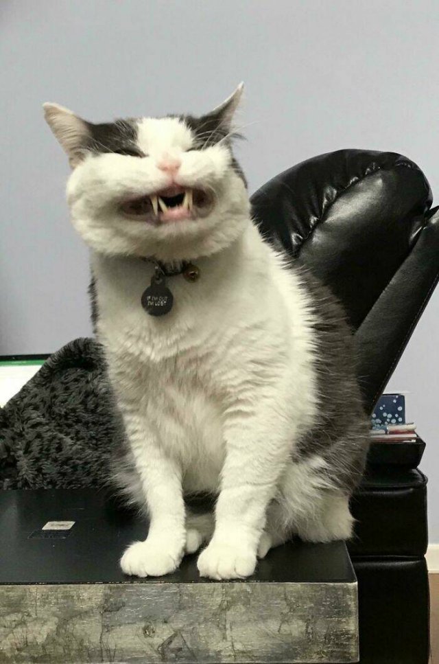 Funny Cats (25 pics)