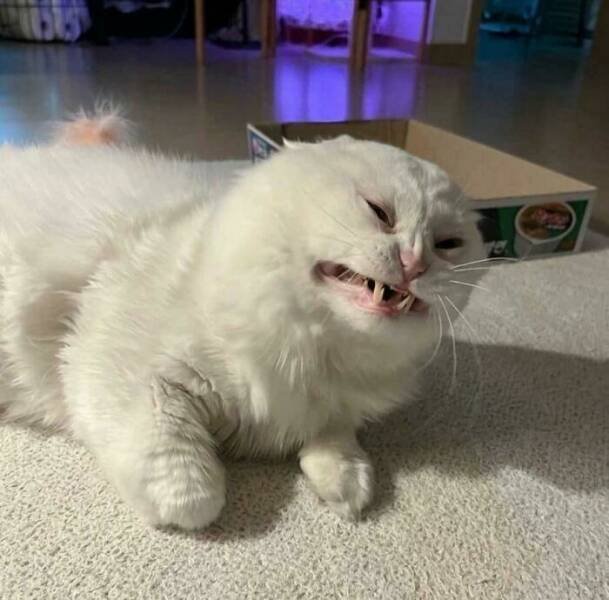 Funny Cats (25 pics)