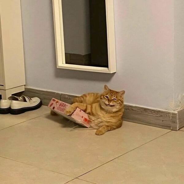 Funny Cats (25 pics)