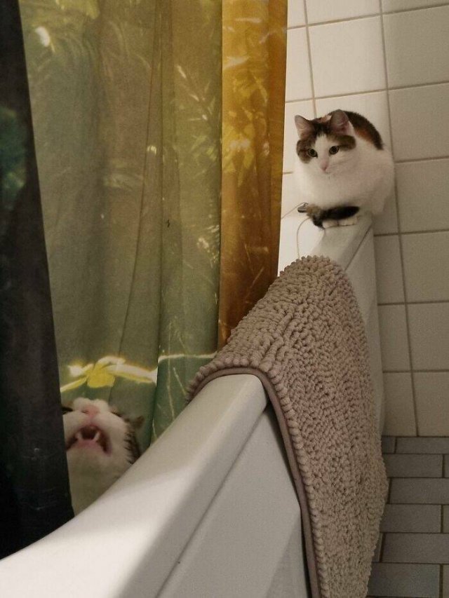 Funny Cats (25 pics)
