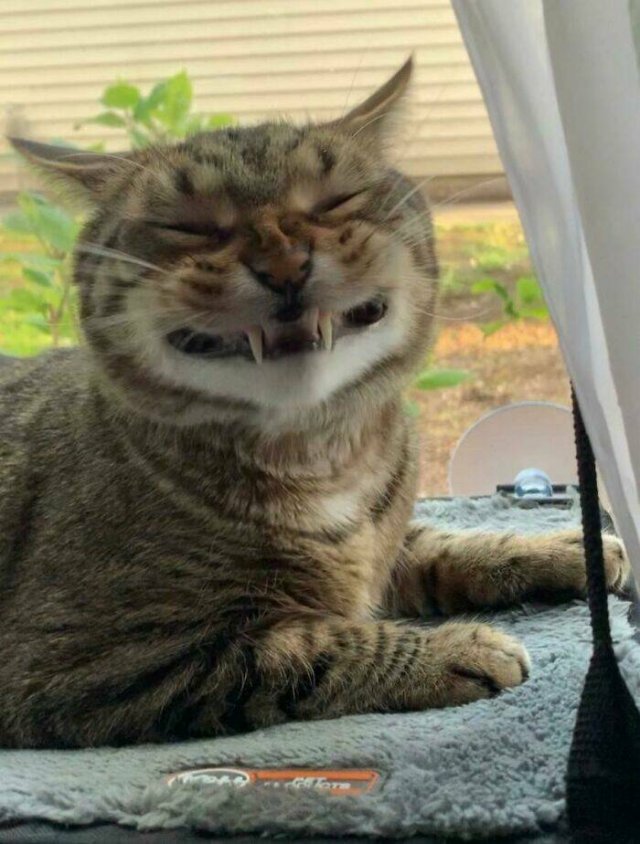 Funny Cats (25 pics)