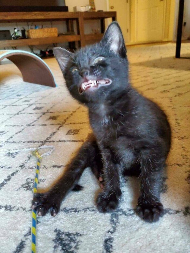 Funny Cats (25 pics)