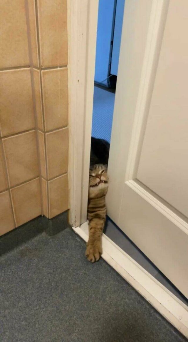 Funny Cats (25 pics)