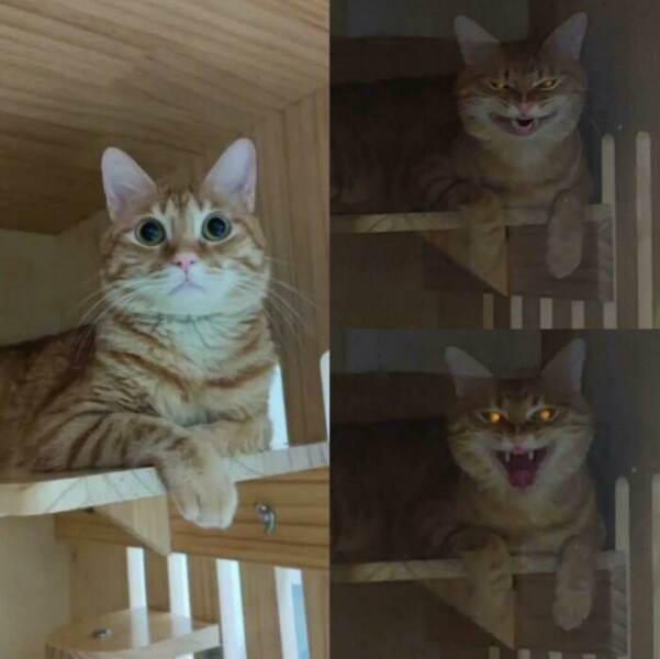 Funny Cats (25 pics)