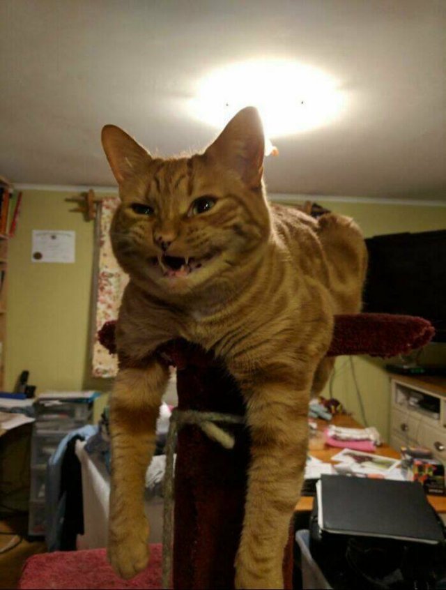 Funny Cats (25 pics)