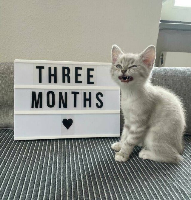 Funny Cats (25 pics)