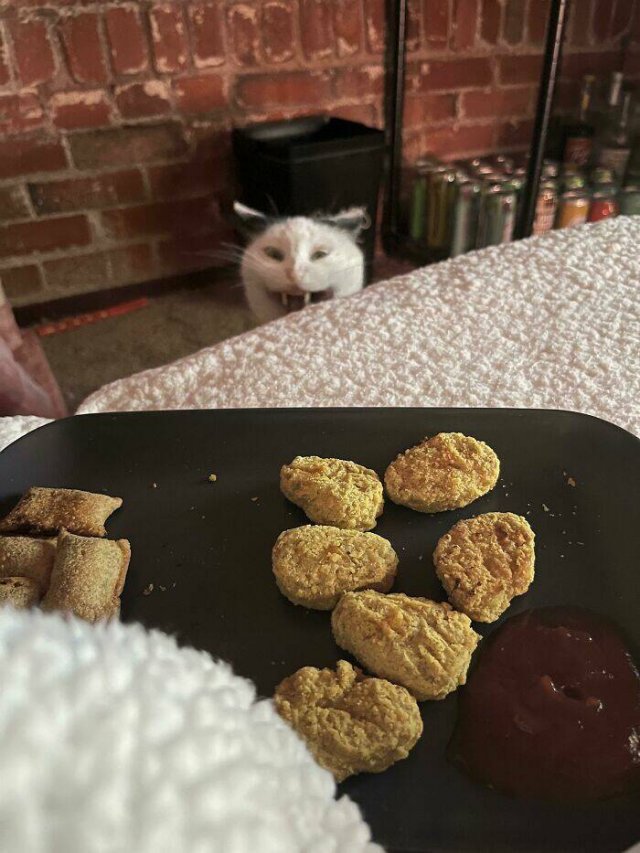 Funny Cats (25 pics)