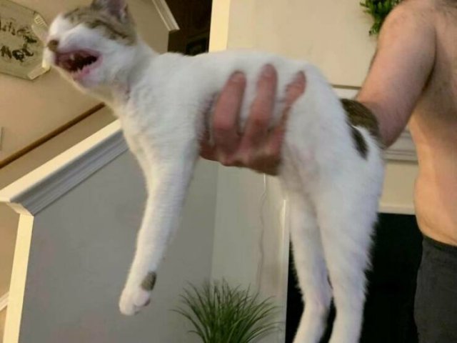 Funny Cats (25 pics)