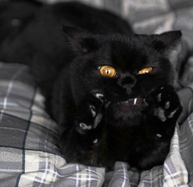 Funny Cats (25 pics)