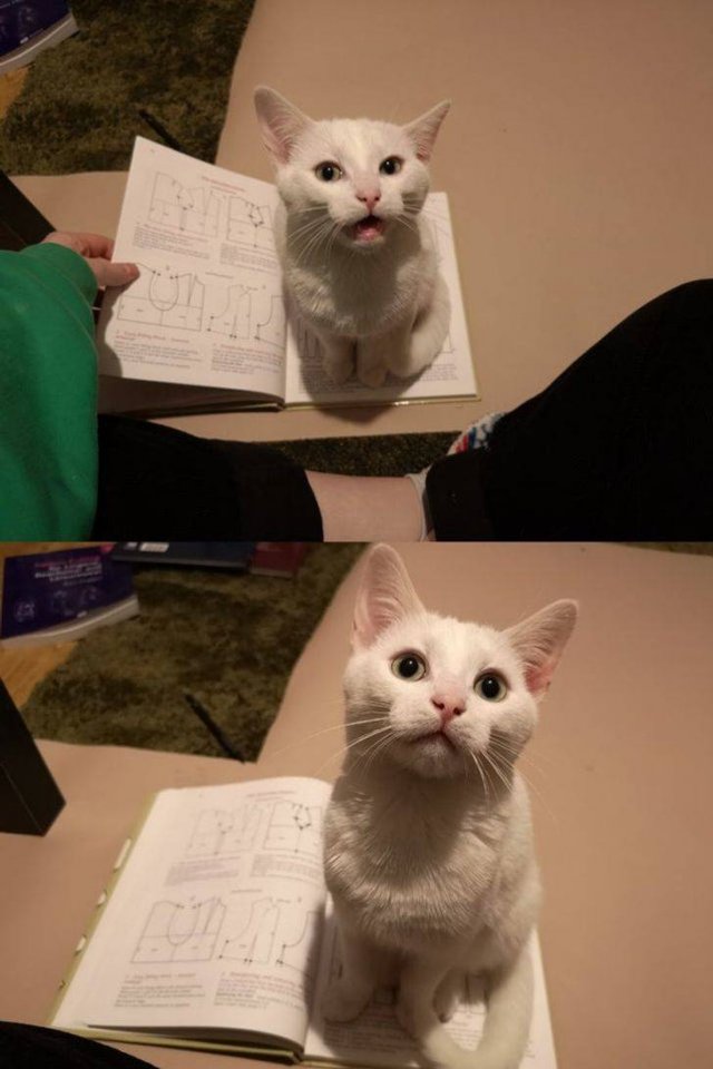 Pets Need Your Attention (20 pics)