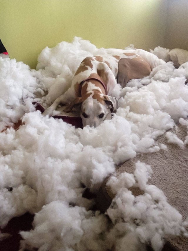 They Love To Cause Chaos (50 pics)