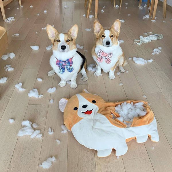 They Love To Cause Chaos (50 pics)