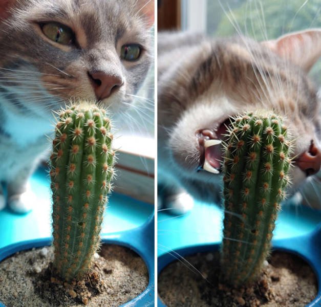 Broken Cats (48 pics)
