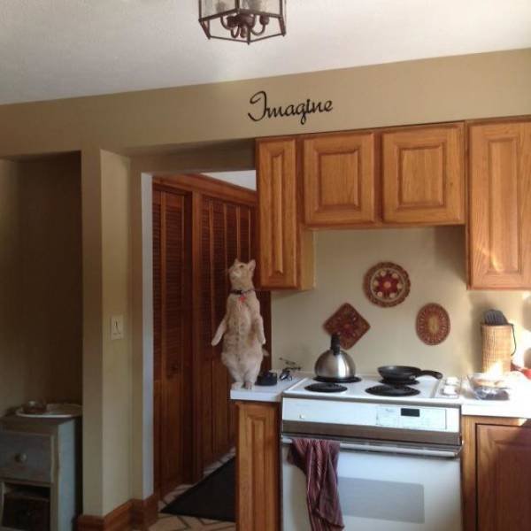 Broken Cats (48 pics)