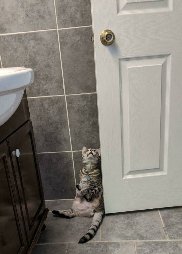 Broken Cats (48 pics)