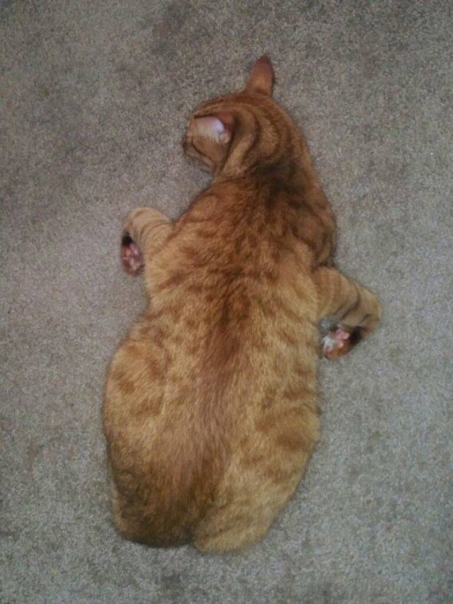 Broken Cats (48 pics)