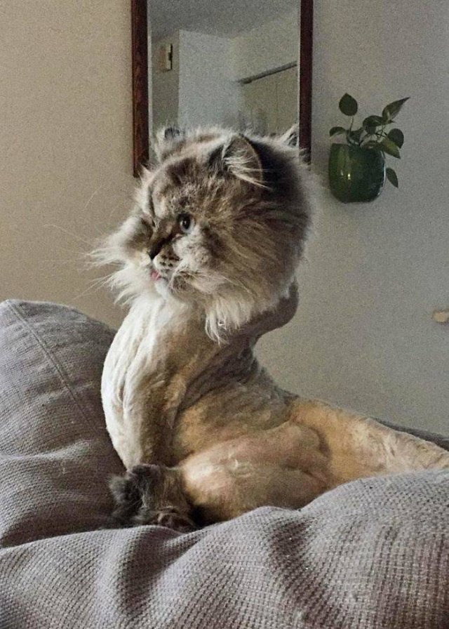 Broken Cats (48 pics)