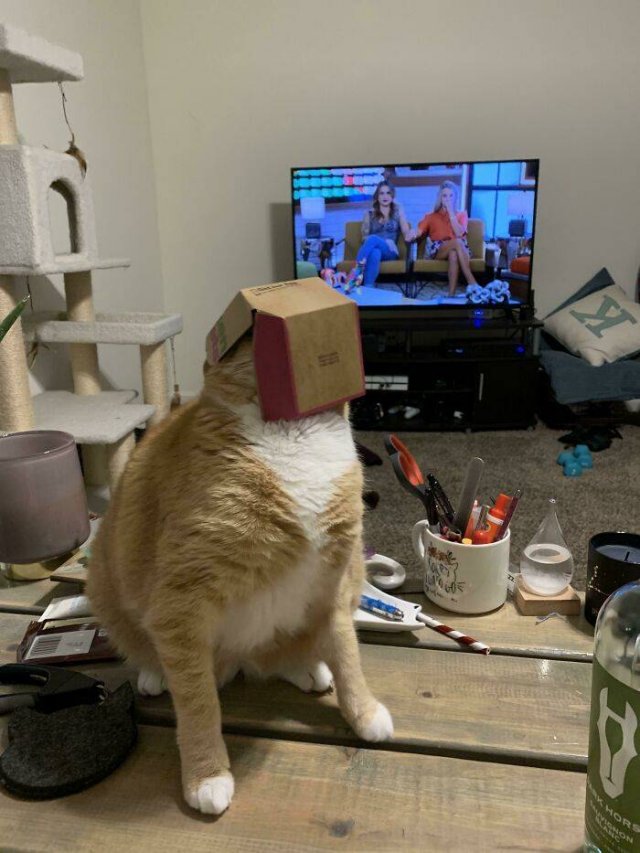 Broken Cats (48 pics)