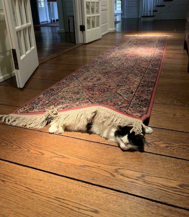 Broken Cats (48 pics)