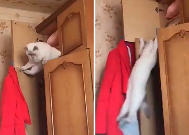 Broken Cats (48 pics)