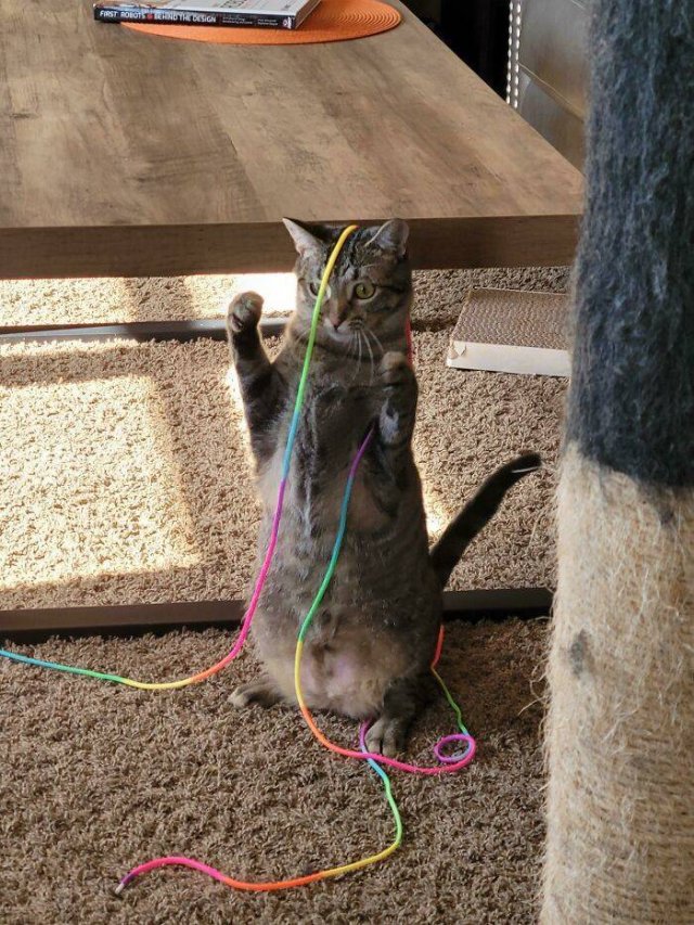 Broken Cats (48 pics)