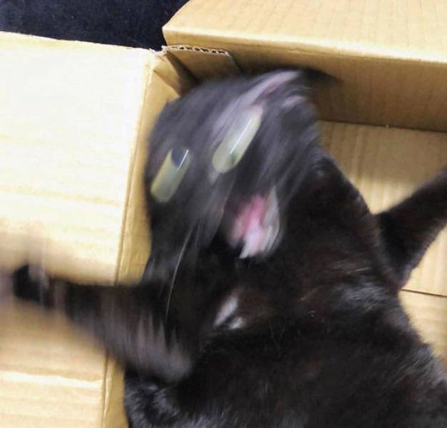 Broken Cats (48 pics)