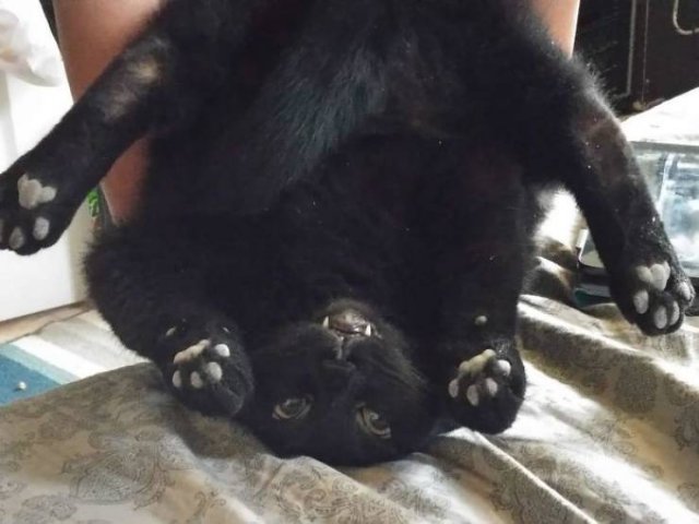 Broken Cats (48 pics)