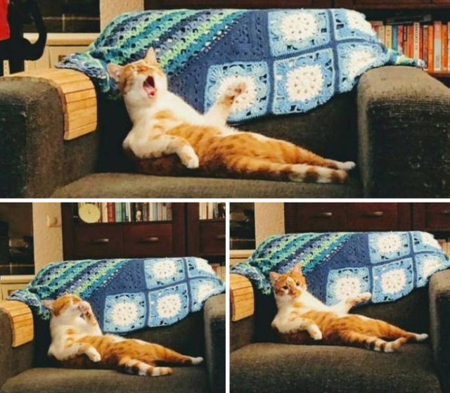 Broken Cats (48 pics)