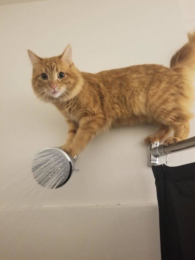 Broken Cats (48 pics)