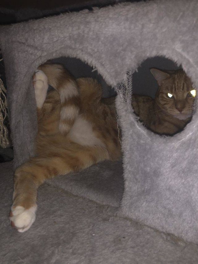 Broken Cats (48 pics)