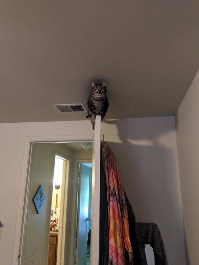 Broken Cats (48 pics)