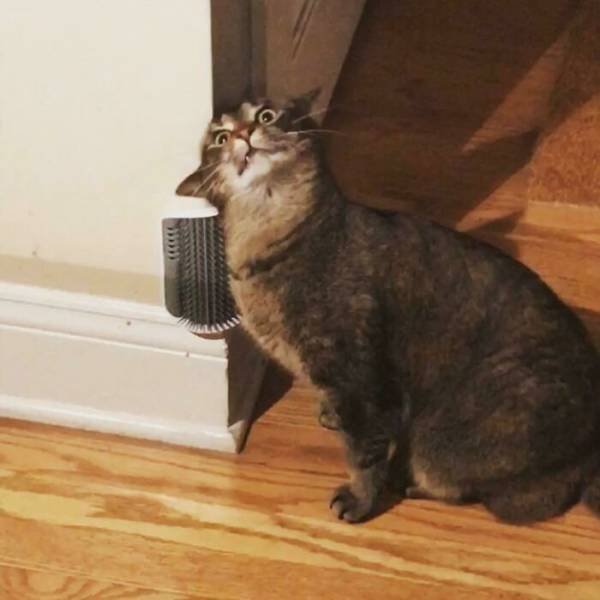 Broken Cats (48 pics)