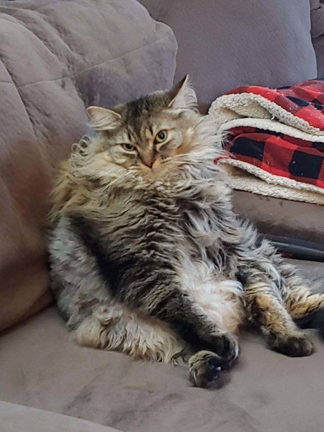 Broken Cats (48 pics)
