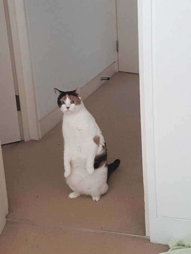 Broken Cats (48 pics)