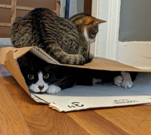 Broken Cats (48 pics)