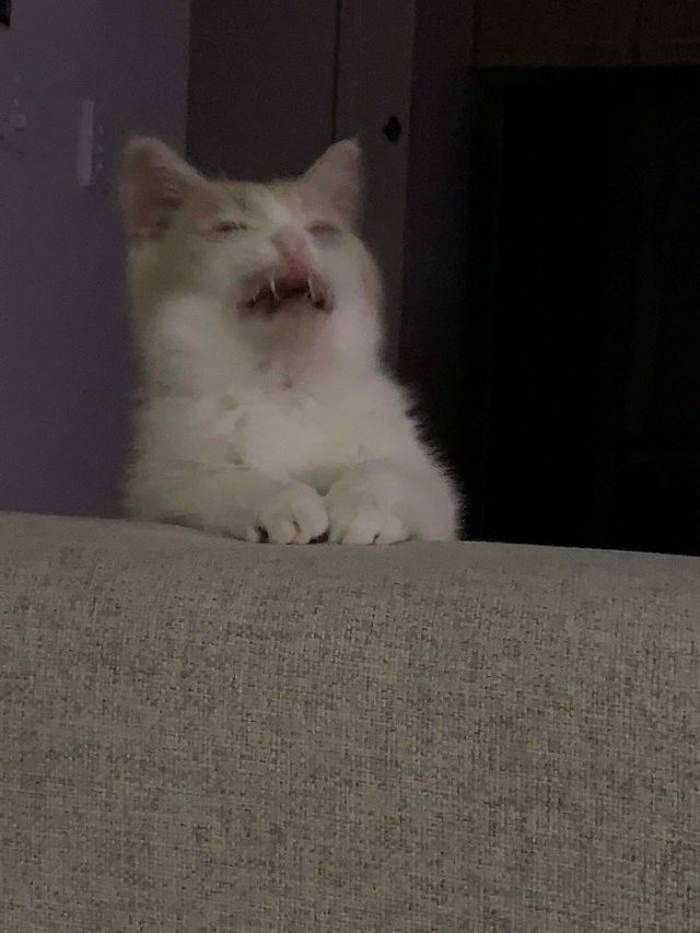 Broken Cats (48 pics)